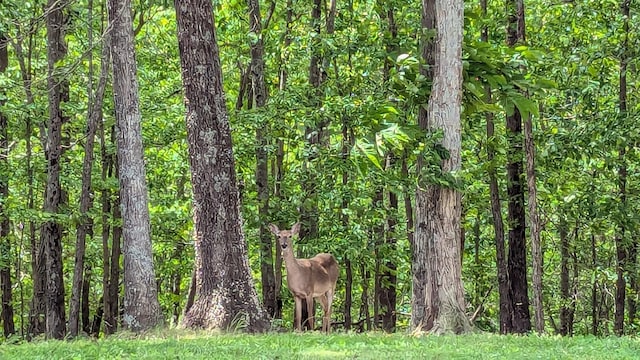 460 Mate Allen Rd, Gainesboro, TN 38562 - view of woods