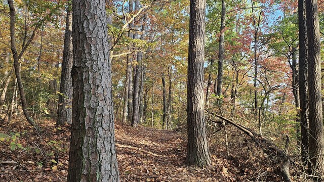 0 Barnhill Rd, Primm Springs, TN 38476 - photo 10