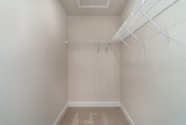 walk in closet featuring carpet flooring