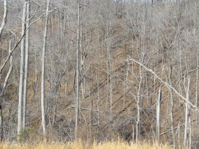 1074B Kersey Hollow Rd, Lynnville, TN 38472 - photo 27