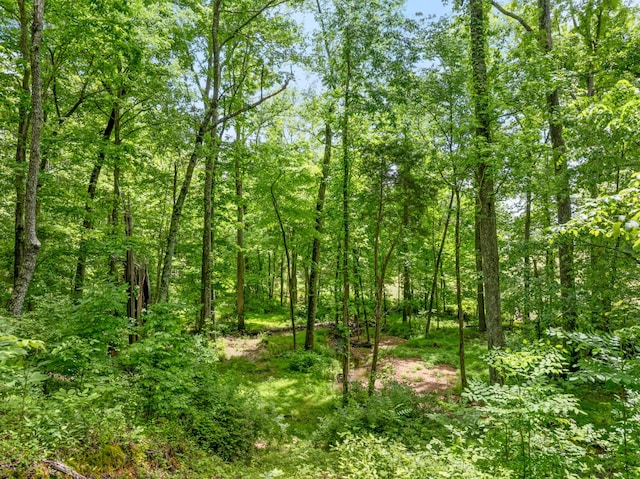 view of woods