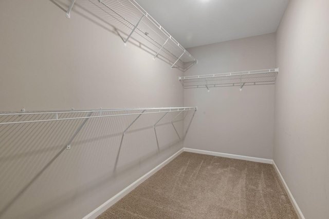 walk in closet with carpet floors