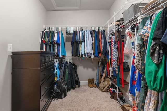 1951 Winsome Ln, Adams, TN 37010 - walk in closet with carpet flooring and attic access