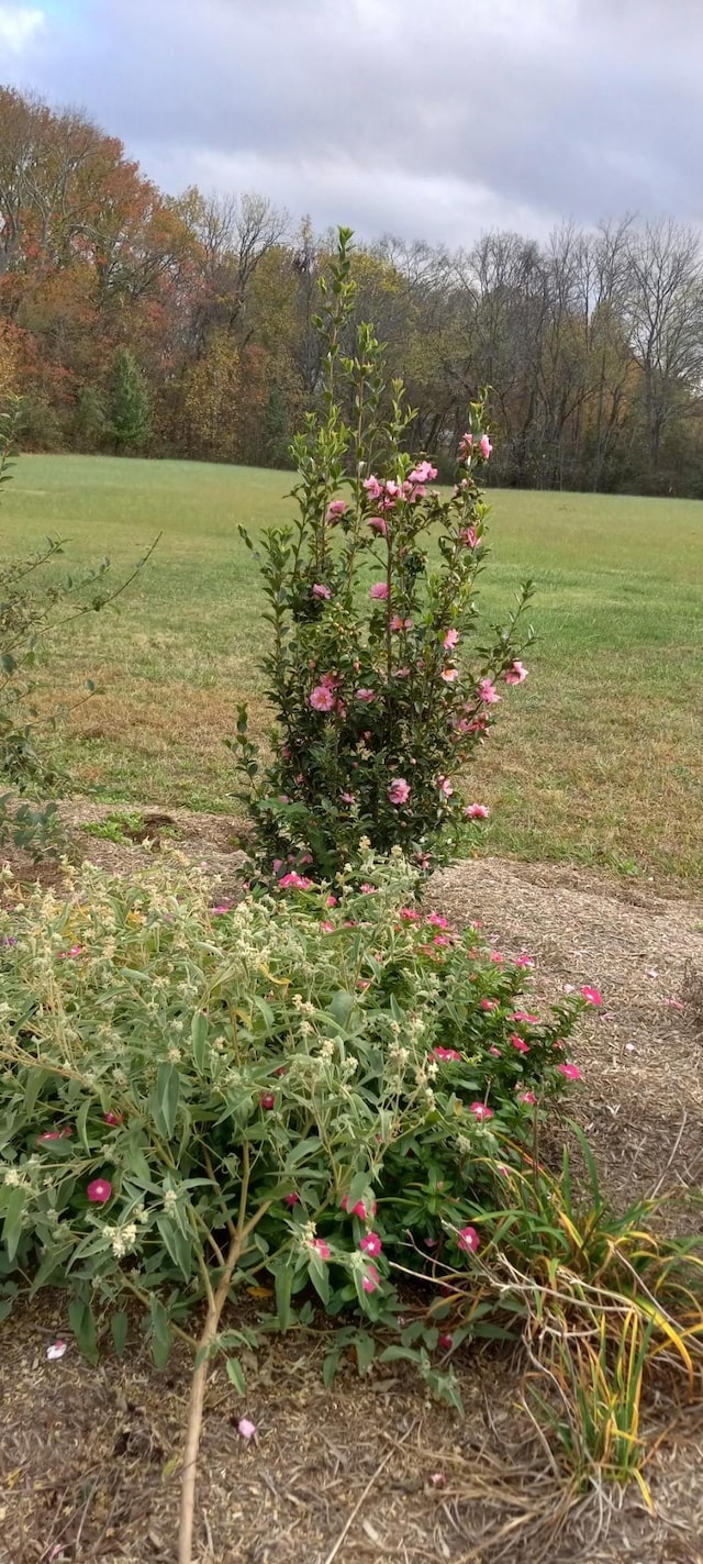 6611 Arno College Grove Rd, College Grove, TN 37046 - view of green lawn featuring a view of trees