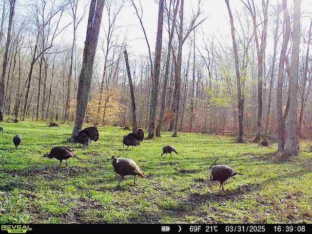 3571 Old Blacktop Rd, Mc Ewen, TN 37101 - view of yard