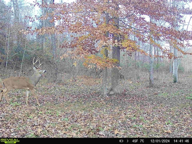 3571 Old Blacktop Rd, Mc Ewen, TN 37101 - view of woods