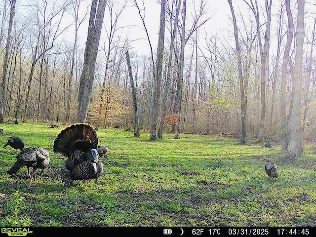 3571 Old Blacktop Rd, Mc Ewen, TN 37101 - view of grassy yard with a wooded view