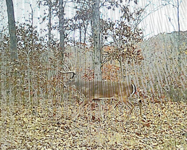3571 Old Blacktop Rd, Mc Ewen, TN 37101 - view of local wilderness