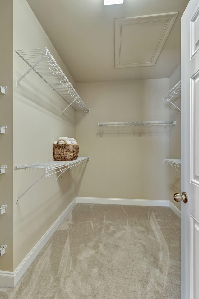 3157 Locust Holw, Nolensville, TN 37135 - spacious closet with carpet