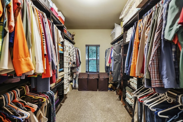 walk in closet with carpet flooring