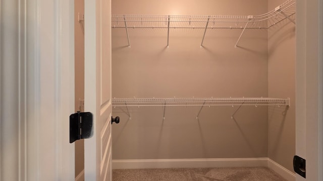 109 Coteswood Ct, Columbia, TN 38401 - walk in closet with carpet floors