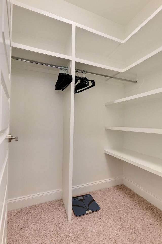 spacious closet featuring carpet flooring
