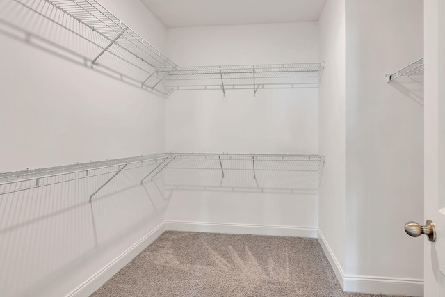 spacious closet featuring carpet floors