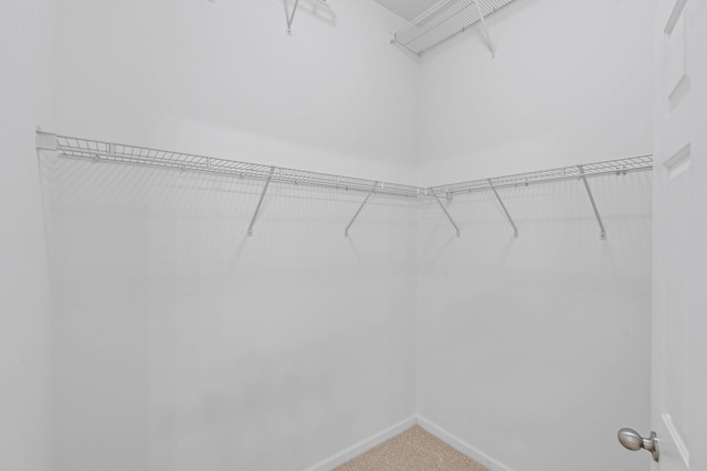 walk in closet featuring carpet floors