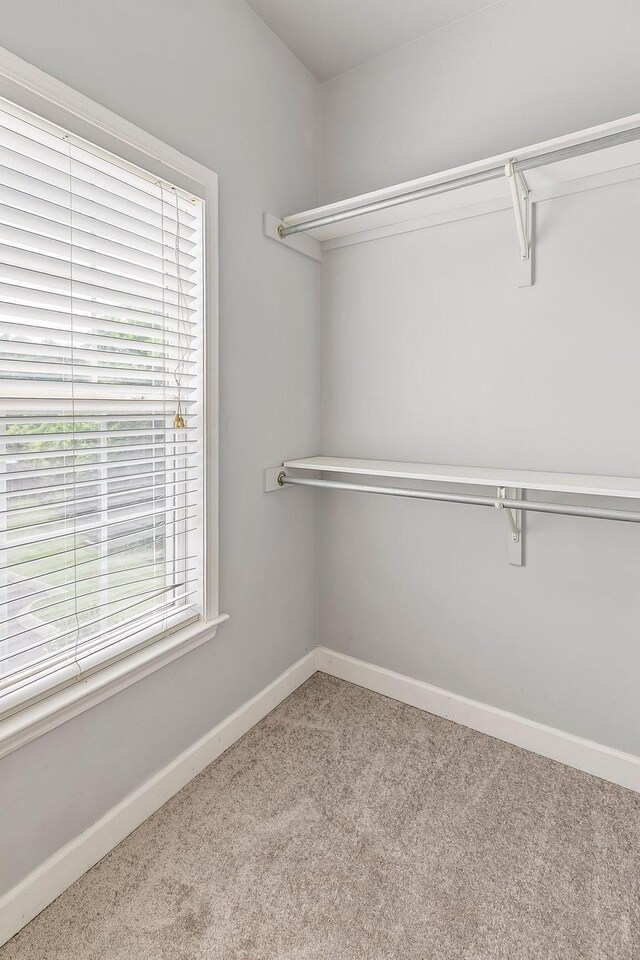 201 Dakota Dr, Spring Hill, TN 37174 - walk in closet featuring carpet