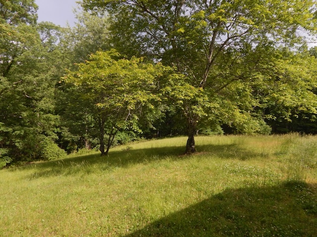 3355 Willie Mauldon Rd, Lutts, TN 38471 - view of woods