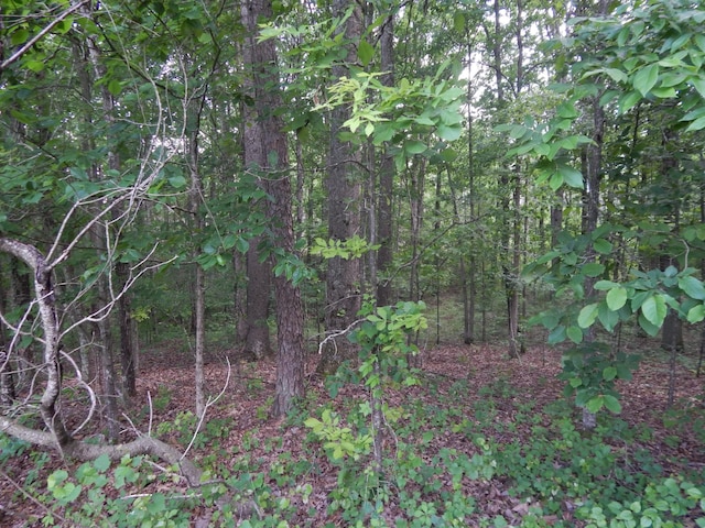 3355 Willie Mauldon Rd, Lutts, TN 38471 - view of tree filled area