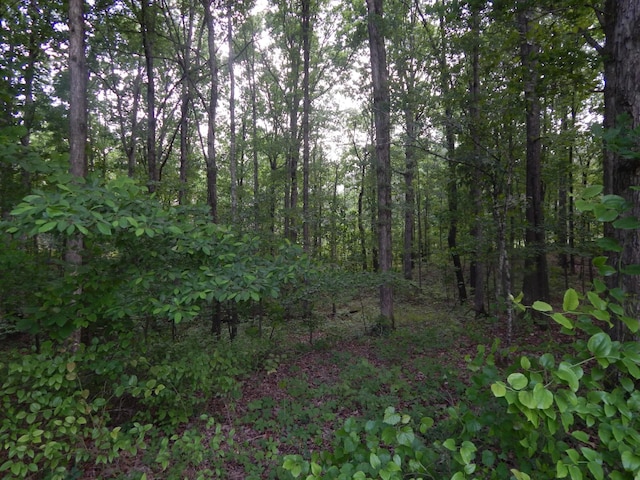 3355 Willie Mauldon Rd, Lutts, TN 38471 - view of woods