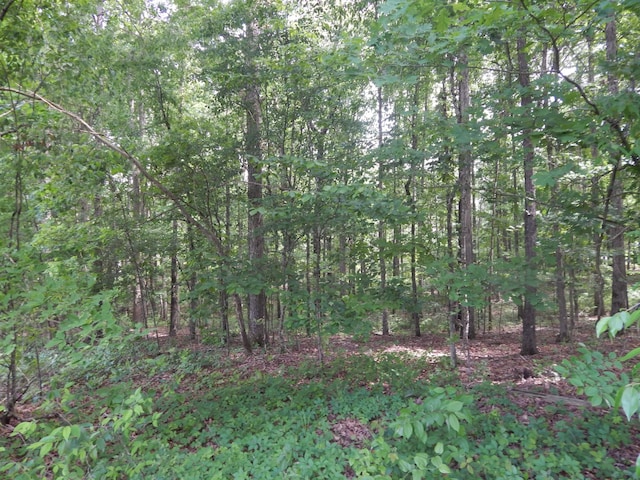 3355 Willie Mauldon Rd, Lutts, TN 38471 - view of wooded area
