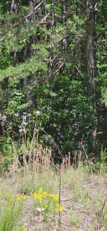 0 Sunset Rd, Spencer, TN 38585