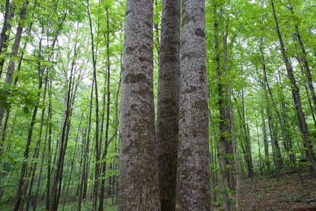 40A Barker Cove Loop, Palmer, TN 37365 - view of woods