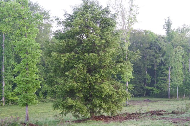 40A Barker Cove Loop, Palmer, TN 37365 - view of wooded area