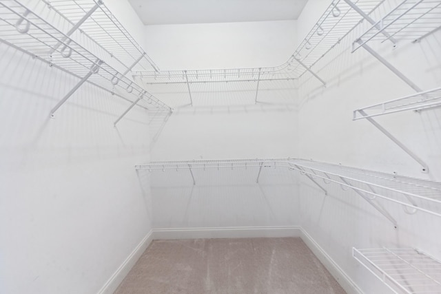 walk in closet with carpet floors