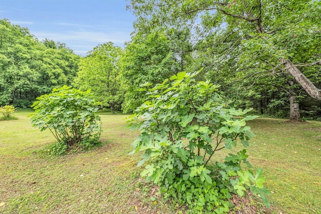 view of grassy yard