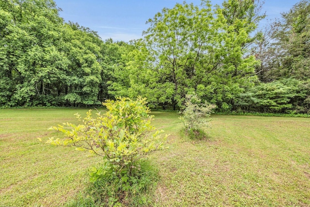 view of green lawn with a view of trees