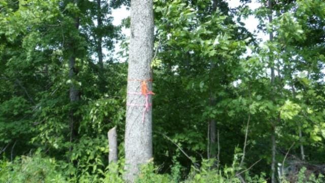 46 Billy Westmoreland Rd, Celina, TN 38551