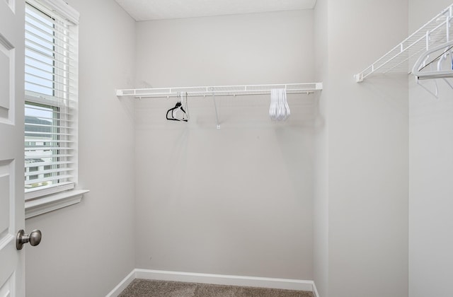 1840 Bethpage Dr, Murfreesboro, TN 37127 - spacious closet featuring carpet