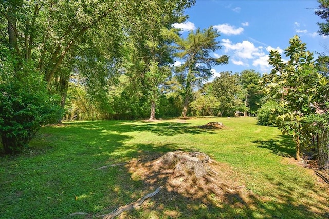 103 Colwell Ln, Manchester, TN 37355 - view of green lawn