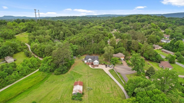 bird's eye view of a forest