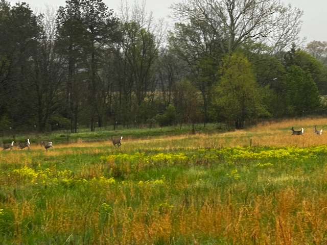 226 Douglas Rd, Murray, KY 42071 - view of wooded area