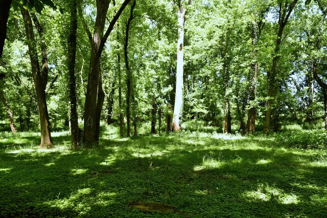 0 River Rd, Chapel Hill, TN 37034 - photo 12