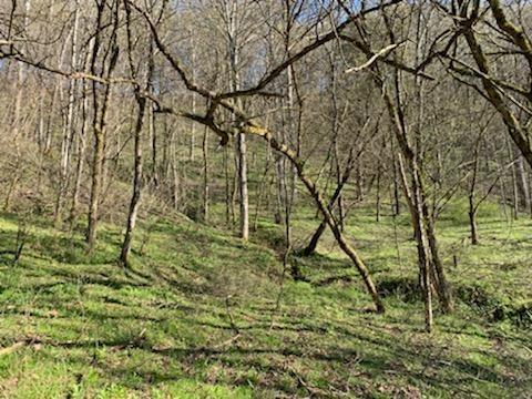 662 Wilmore Hollow Rd, Pleasant Shade, TN 37145 - photo 2