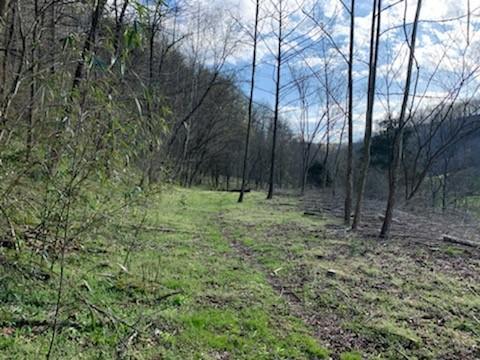 662 Wilmore Hollow Rd, Pleasant Shade, TN 37145 - photo 11