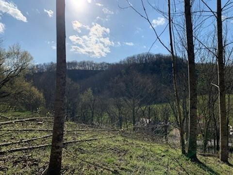 662 Wilmore Hollow Rd, Pleasant Shade, TN 37145 - photo 3
