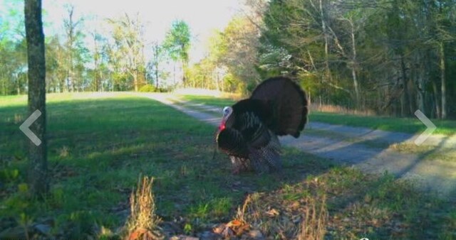 3250 Luther Ragan Rd, Palmyra, TN 37142