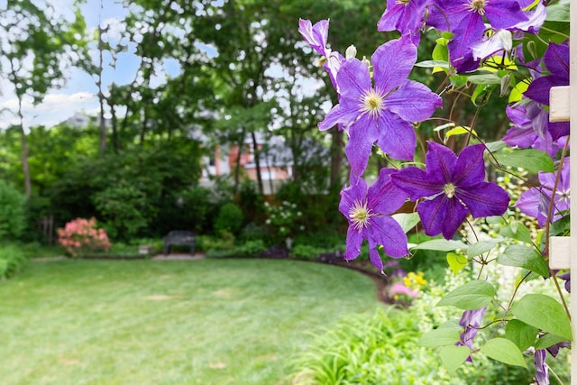 906 Knight Cir, Murfreesboro, TN 37129 - view of green lawn