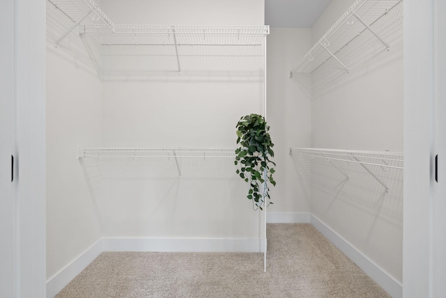 197 Dewberry Ct, Clarksville, TN 37042 - spacious closet with carpet