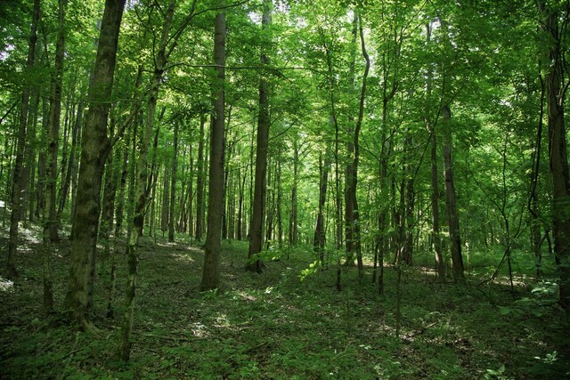 0 Jacobs Rd, Columbia, TN 38401 - photo 16