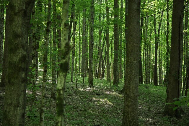 0 Jacobs Rd, Columbia, TN 38401 - photo 7