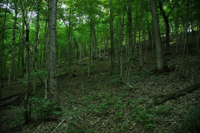 0 Jacobs Rd, Columbia, TN 38401 - photo 17