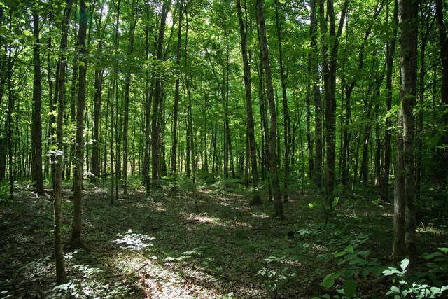 0 Jacobs Rd, Columbia, TN 38401 - photo 12