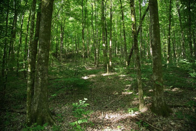 0 Jacobs Rd, Columbia, TN 38401 - photo 14