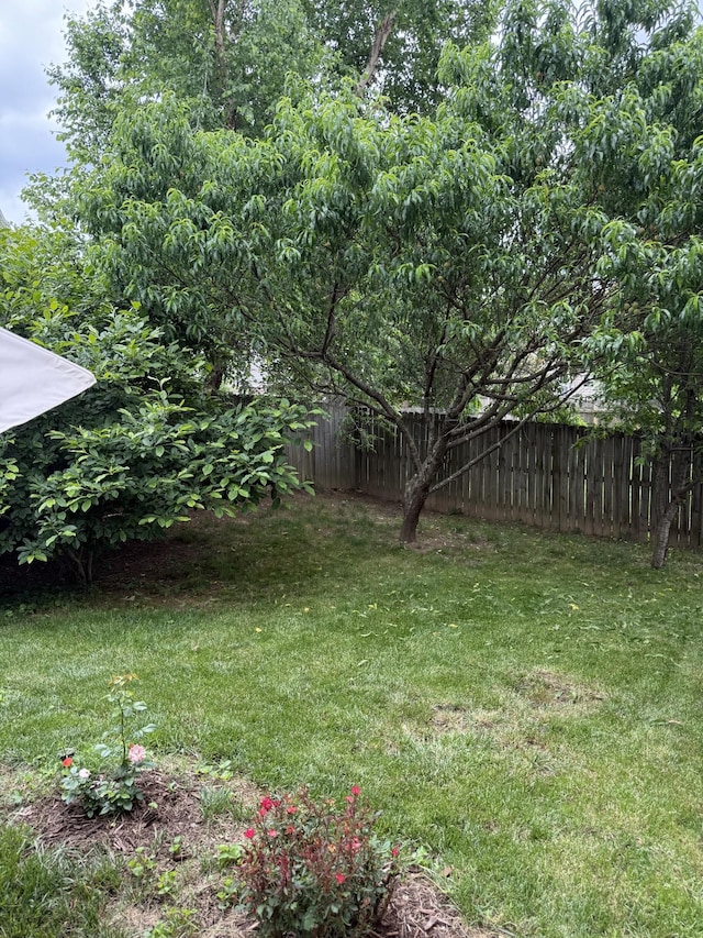 1602 Zurich Dr, Spring Hill, TN 37174 - view of yard