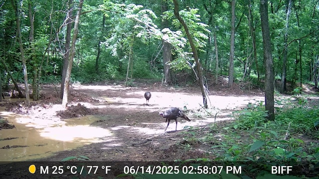 2219 Mack Benderman Rd, Culleoka, TN 38451 - photo 40