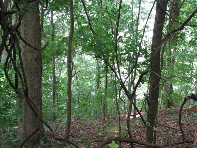 0 Bass Ln, Waverly, TN 37185