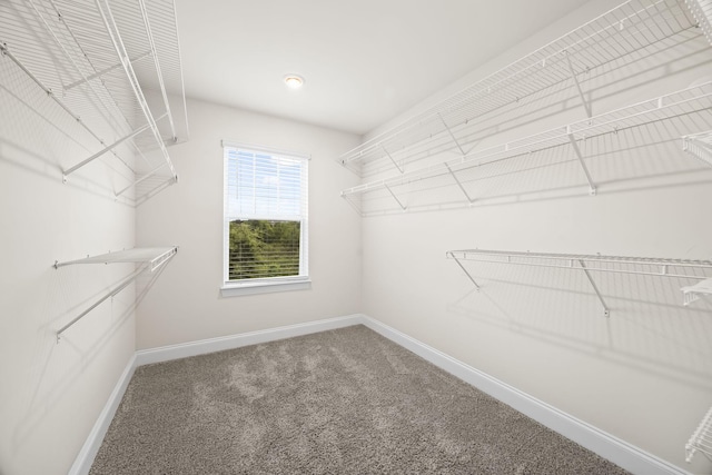 700 Taylor Bend Rd, Columbia, TN 38401 - walk in closet featuring carpet floors